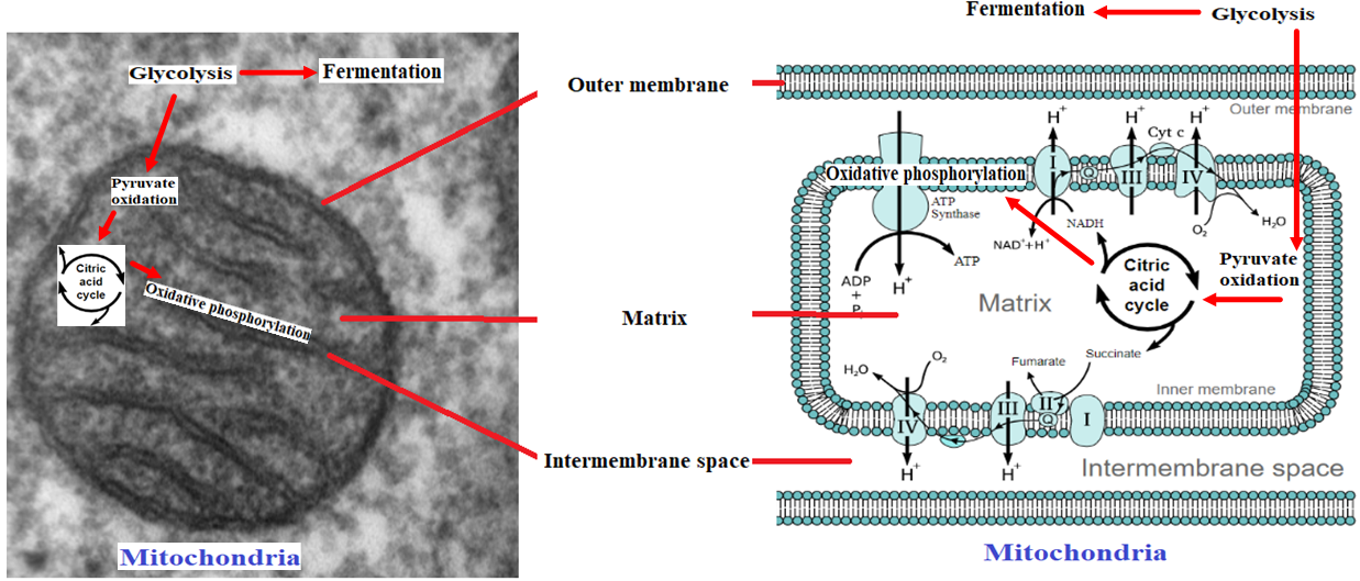 Cellular Respiration Multiple Dose Model Jon Darkow